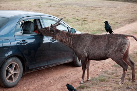 驼鹿和汽车对比图片