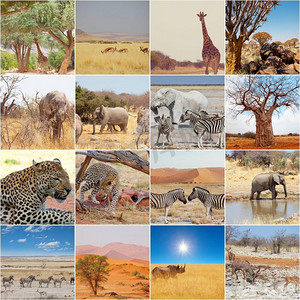 纳米比亚非洲狩猎旅游景点