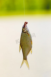 挂水摄影照片_在湖边用鱼饵钓到的鲫鱼，用钓竿挂在鱼钩上。鱼挂在钓竿上。
