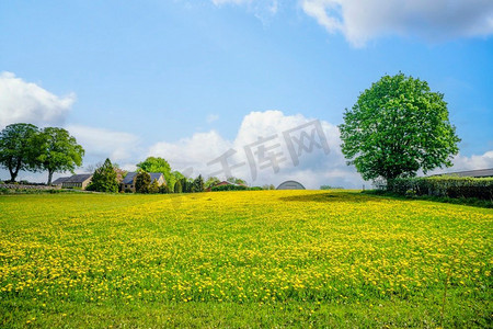 阳光明媚的夏日，开满蒲公英花朵的草坪