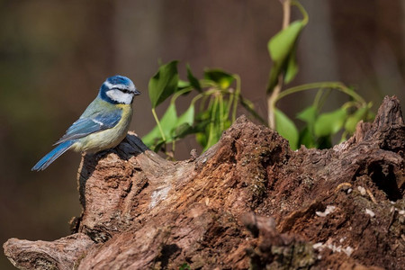 蓝宝石海报摄影照片_美丽的春天风景图像蓝山雀Cyanistes Caeruleus鸟在森林栖息在树枝