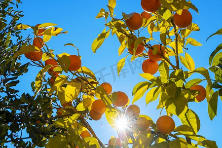 国家发展摄影照片_橙色树在蓝色背景