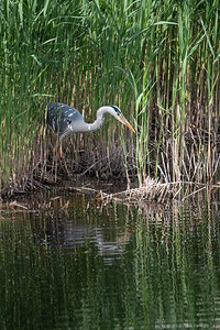 灰鹭Ardea Cinerea的美丽形象寻找捕鱼的芦苇湿地景观在春天