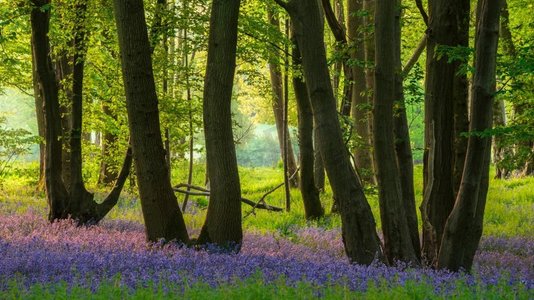 令人叹为观止的壮观的春天风信子森林日出在英国乡村风信子非Scrita