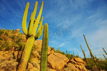 saguaro摄影照片_大Saguaro仙人掌在一个山，亚利桑那州，美国