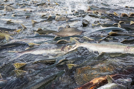 阿拉斯加河鲑鱼产卵