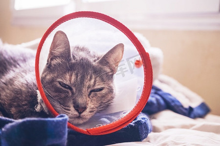  一只灰猫在手术后在家戴着保护项圈                              