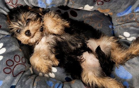 俯视可爱的约克夏犬放松他的床小狗丝毛梗