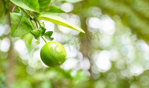一棵树上挂着绿色的柠檬，新鲜的柠檬柑橘水果在花园农场里维生素C含量很高，农业在夏天与大自然的绿色模糊背景