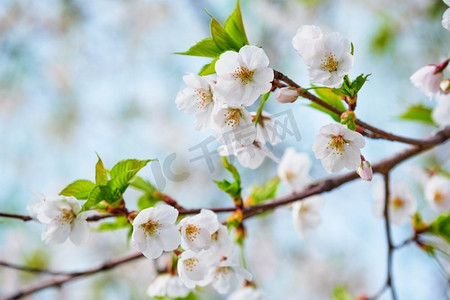 樱花特写摄影照片_开花的樱花樱花关闭背景在春天，韩国。樱花盛开