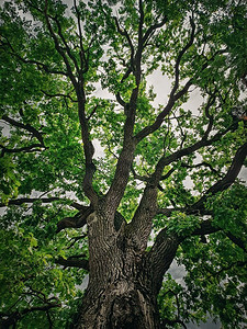 一个350年的长柄橡树的绿色皇冠，位于库尔奇修道院附近，摩尔多瓦奥尔黑。雄伟的树木作为自然地标