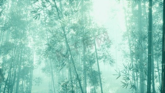 竹景观摄影照片_竹子的树干和阳光穿过植物的墙壁和雾气，
