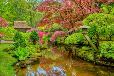 雨后的小日本花园，荷兰海牙克林根代尔公园。荷兰海牙克林根代尔公园日式花园