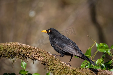 美丽的春天图像黑鸟Parus主要鸟类在森林景观设置