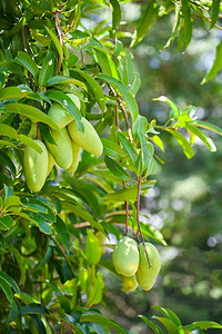 悬挂在有叶子背景的芒果树的芒果在夏天水果园果园，年轻的生绿色芒果果