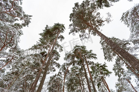 冬天，自然和季节的概念—爱沙尼亚多雪的松树林。冬天爱沙尼亚的白雪松林
