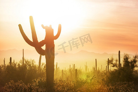 大Saguaro仙人掌在一个山，亚利桑那州，美国