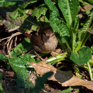 夏枯草切段摄影照片_可爱的近摄图像Dunnock鸟Prunella Modularis在林下的景观设置