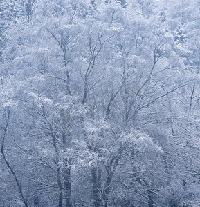 雪覆盖的树的美丽的简单风景图象在冬天雪落在洛蒙德湖海岸在苏格兰