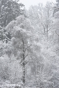 雪覆盖的树的美丽的简单风景图象在冬天雪落在洛蒙德湖海岸在苏格兰