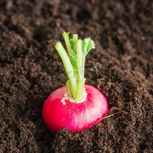 封堵红萝卜种植土壤