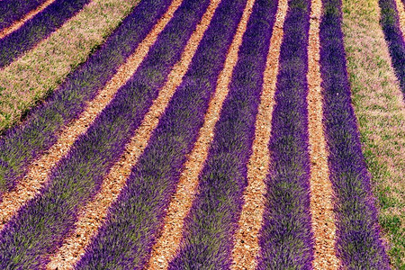 欧洲行摄影照片_熏衣草花盛开在田野里。夏日风景。普罗旺斯在法国，欧洲。熏衣草花盛开的领域在法国