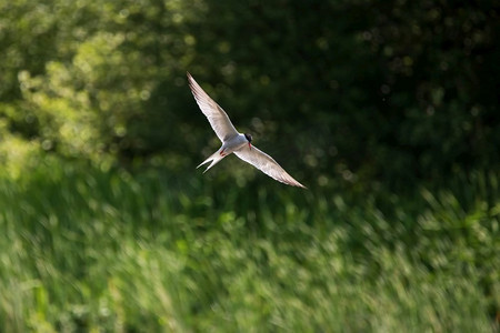 张开翼展飞行中的平头燕鸥美丽形象