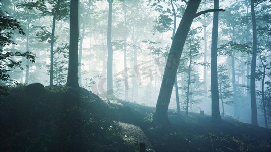 sunbeam摄影照片_森林深处的晨雾