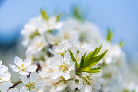 樱花特写近景