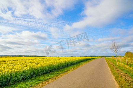 乡间小路，左边是一片黄色的油菜花田