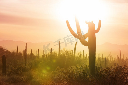 大Saguaro仙人掌在一个山，亚利桑那州，美国