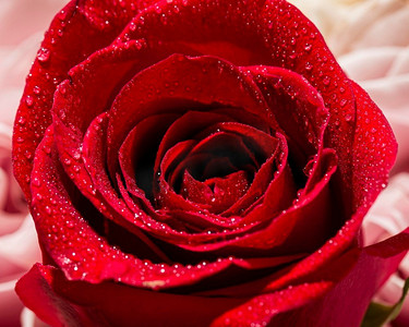 情人玫瑰摄影照片_近距离观看情人节概念玫瑰2