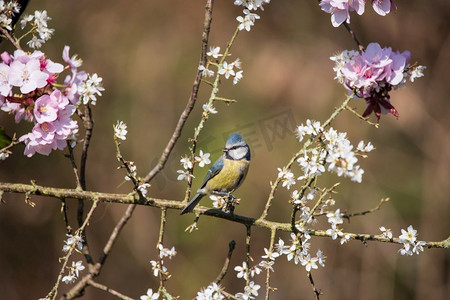 蓝色山雀Cyanistes Caerulueus鸟美丽的春天图像在开花的粉红色开花树和山楂灌木在林地景观设置