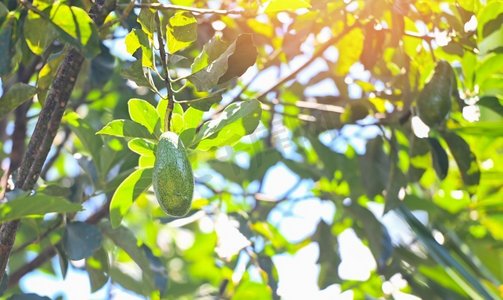 鳄梨果实在夏天挂在鳄梨树上，新鲜的绿色鳄梨 