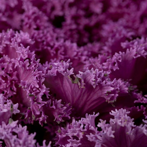 美丽的抽象紫色植物