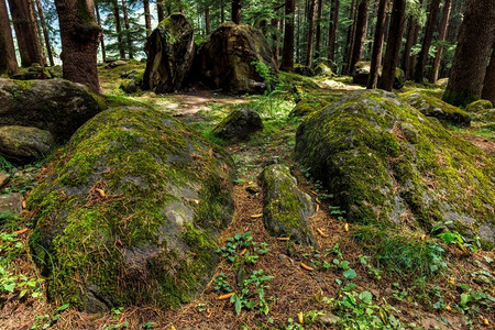 博尔德摄影照片_松树林与岩石。印度喜马偕尔邦Manali松树林与岩石和绿色苔藓