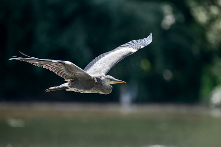 飞翔的水鸟摄影照片_阳光明媚的春日清晨，苍鹭飞翔的可爱画面