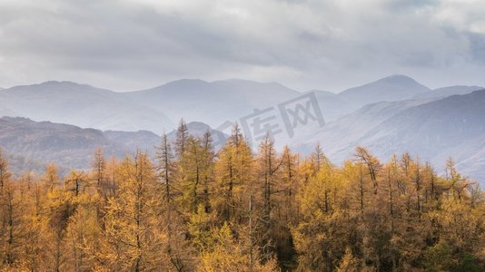 金色落叶松树的美丽秋天风景图象对雾山在湖区的距离