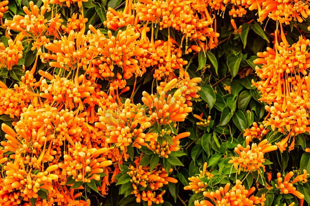 在西班牙，橙色的花朵挂在花园的围墙上。维努斯塔火焰草。大自然，绚烂的背景..西班牙的橙色喇叭花