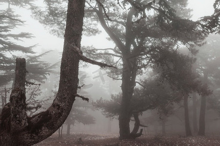 迷雾萝莉摄影照片_魔法迷雾森林。美丽的自然景观。