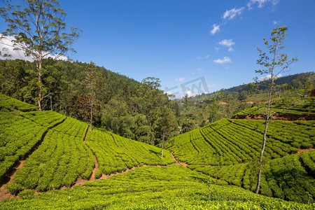 斯里兰卡绿色自然景观--茶园