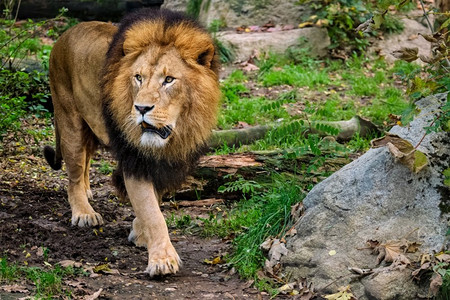 非洲狮子Panthera狮子在丛林森林。狮子在丛林森林在性质