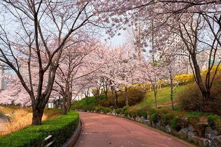 公园世风景摄影照片_盛开的樱花樱花在公园里在春天，石川湖公园，首尔，韩国。盛开的樱花樱花巷在公园