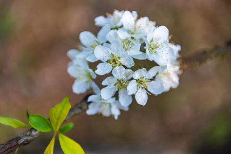 樱花花瓣细节图