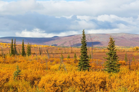 秋季北极圈上空的苔原景观。美丽的自然背景。