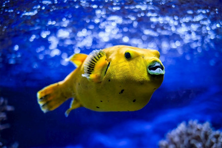 印度洋-太平洋水下的黄色 arothron meleagris,金色河豚珍珠河豚鱼.