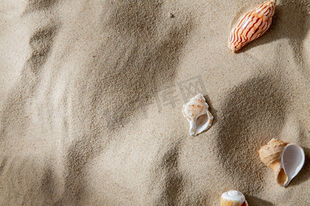 贝壳漂亮摄影照片_自然与暑假的概念-沙滩上不同的贝壳。海滩上不同的贝壳