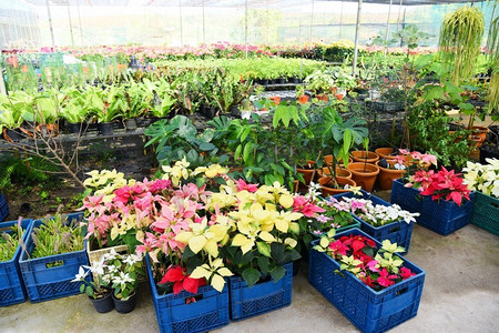 盆栽各种植物的温室，苗圃花卉，园内装饰用植物