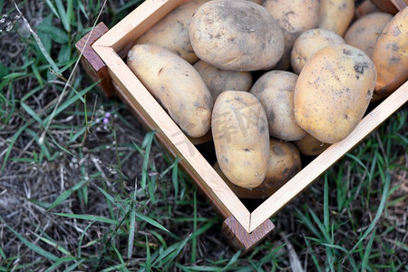 收获背景摄影照片_新鲜的马铃薯植物，收获的熟马铃薯在木箱农产品从马铃薯领域