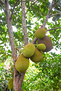 在菠萝蜜树的菠萝蜜在自然叶背景的热带水果夏天